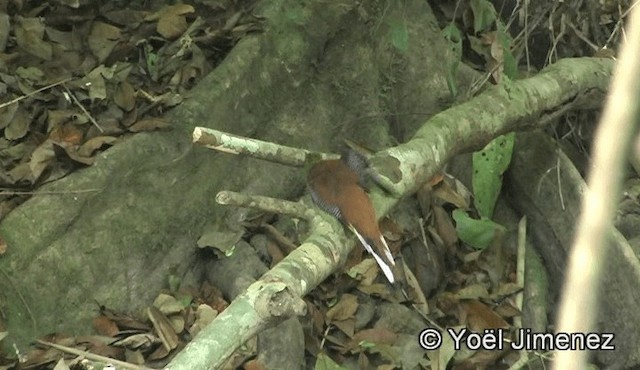 Turuncu Göğüslü Trogon [dulitensis grubu] - ML201150861