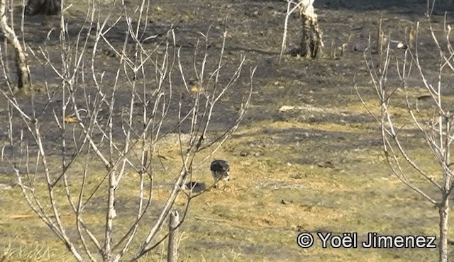 Siamese Pied Starling - ML201150881