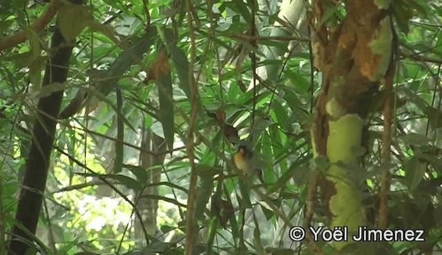 Chinese Blue Flycatcher - ML201150901