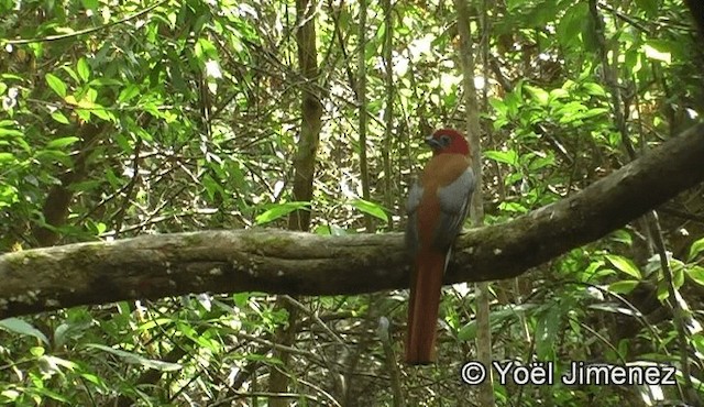 trogon rudohlavý - ML201151011