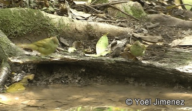 Gray-eyed Bulbul (Gray-eyed) - ML201151021