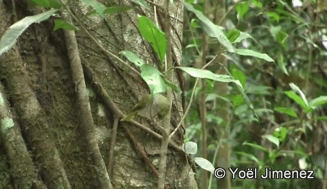 Yuhina Ventriblanca - ML201151031