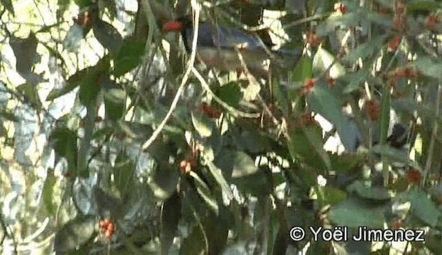 Red-billed Blue-Magpie - ML201151061