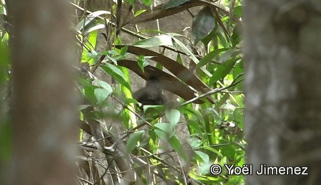 Black Bulbul - ML201151071