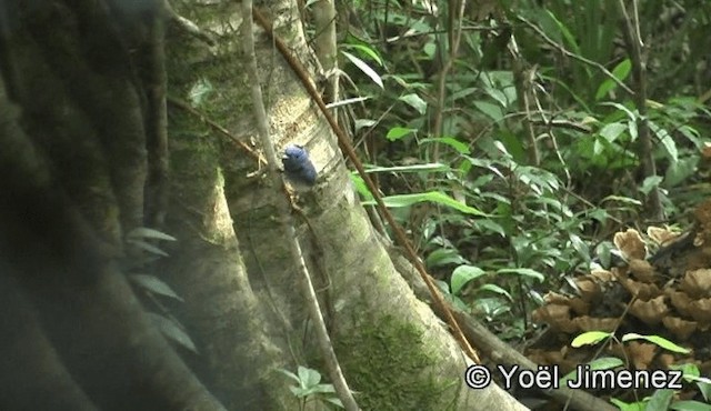 Black-naped Monarch - ML201151081