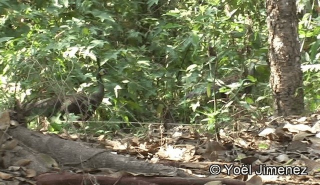 Green Peafowl - ML201151091