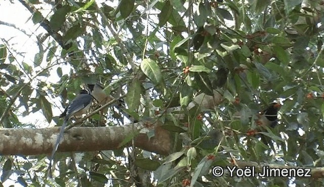 Red-billed Blue-Magpie - ML201151101