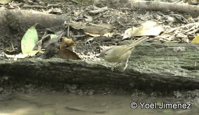 Bulbul Crestinegro - ML201151121