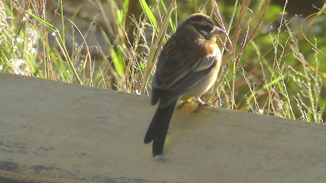 Golden-breasted Bunting - ML201151261