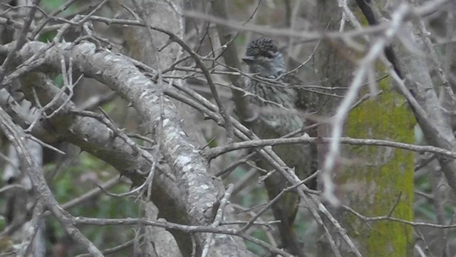 Golden-tailed Woodpecker - ML201151271