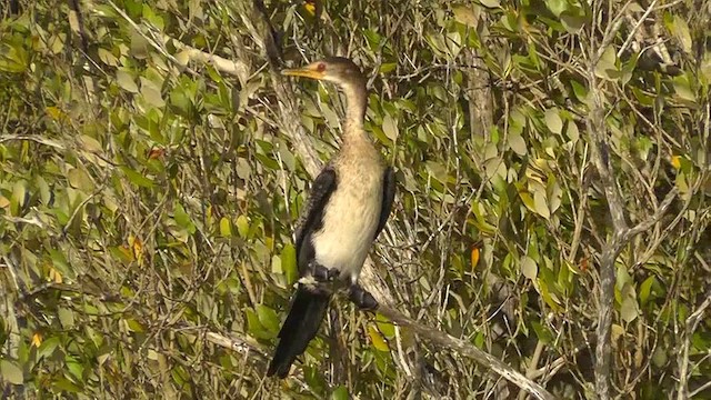 Long-tailed Cormorant - ML201151311