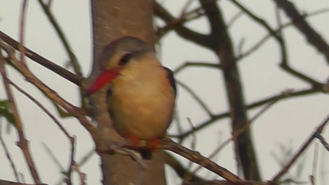 Martin-chasseur à tête brune - ML201151331