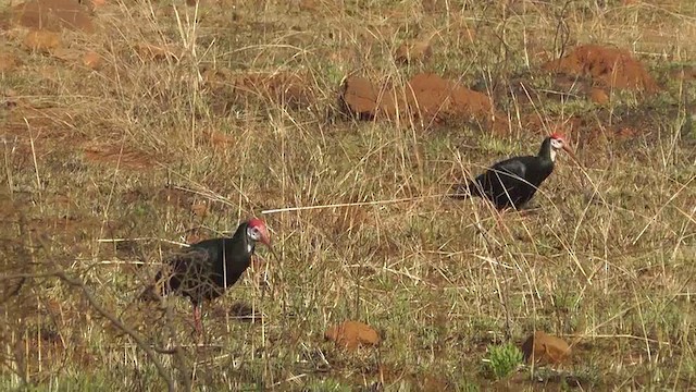 rødkroneibis - ML201151421