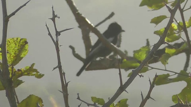 Southern Black-Tit - ML201151431