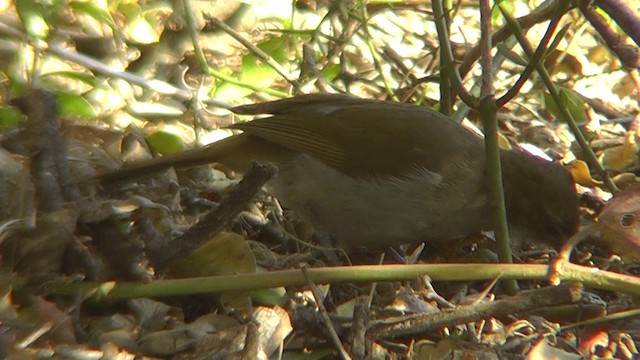 Bulbul Terrestre - ML201151481