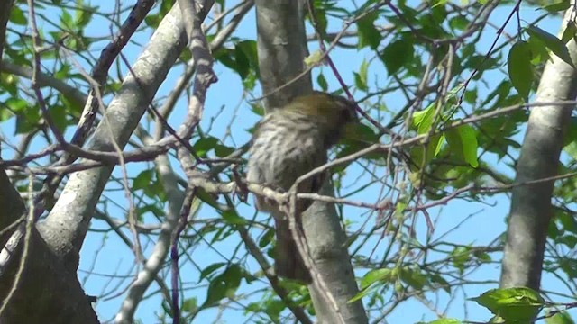 Grosbeak Weaver - ML201151491