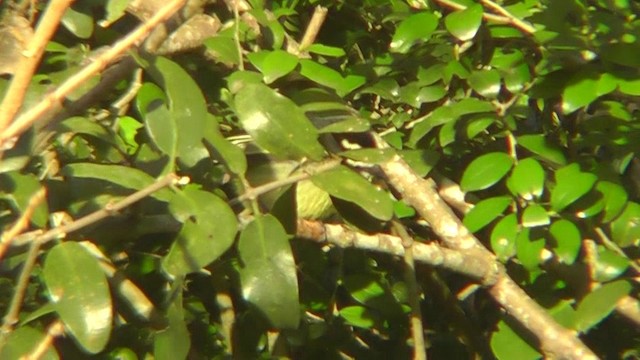 Küçük Maskeli Cüce Barbet [bilineatus grubu] - ML201151551