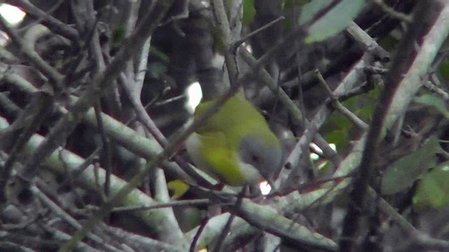 Apalis à gorge jaune (groupe flavida) - ML201151571