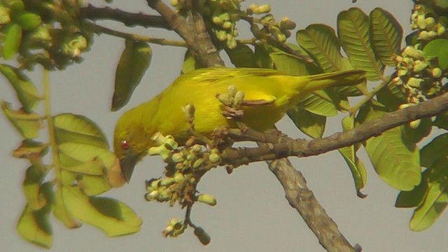 African Golden-Weaver - ML201151611