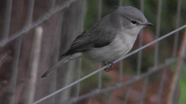 Hartlaubschnäpper - ML201151631