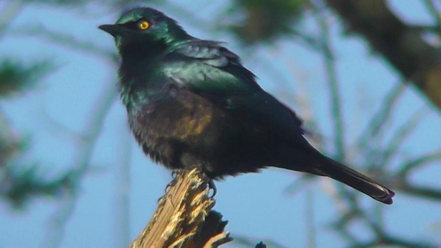 Black-bellied Starling - ML201151641