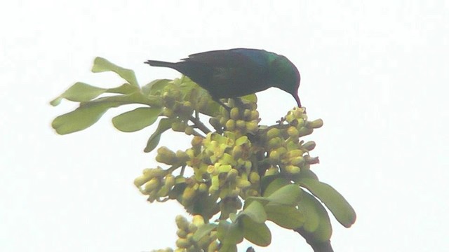 Purple-banded Sunbird - ML201151711