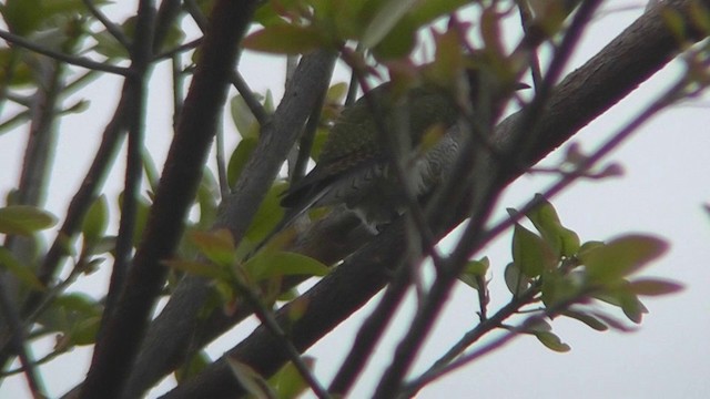 Klaas's Cuckoo - ML201151731