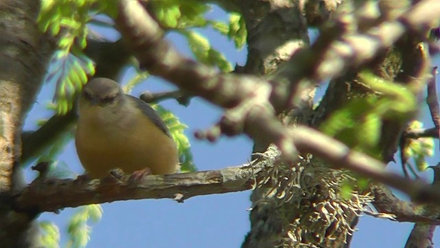 Long-billed Crombec - ML201151791