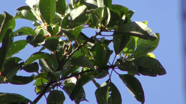 Blue-winged Leafbird - ML201151801