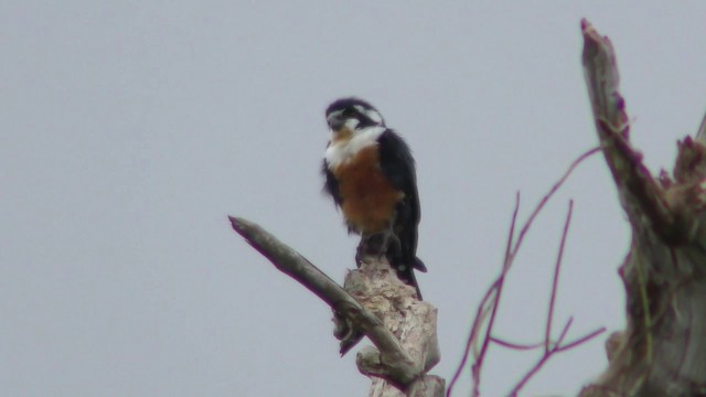 Black-thighed Falconet - ML201151811