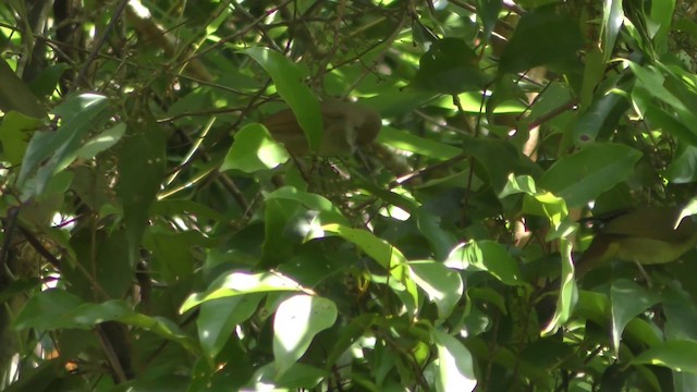 Zeytuni Arapbülbülü (cinnamomeoventris) - ML201151841