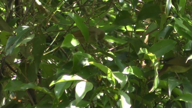 Bulbul olive (cinnamomeoventris) - ML201151841