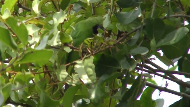 Golden-fronted Leafbird - ML201151891