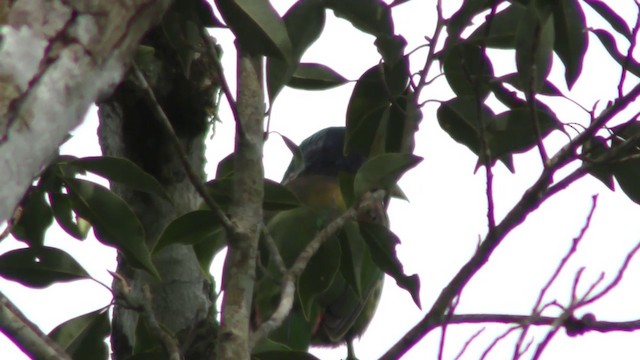 Büyük Barbet - ML201151901