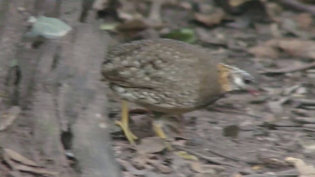 Scaly-breasted Partridge (Green-legged) - ML201151931