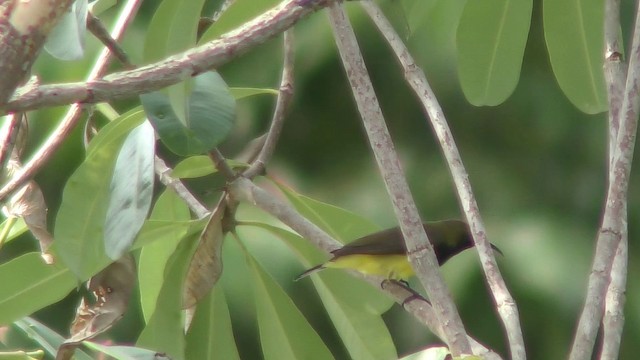 黃腹花蜜鳥 - ML201151981