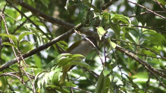 ミヤマヒヨドリ - ML201151991