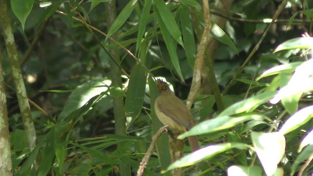 Ochraceous Bulbul - ML201152001