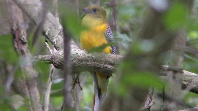 Turuncu Göğüslü Trogon - ML201152011