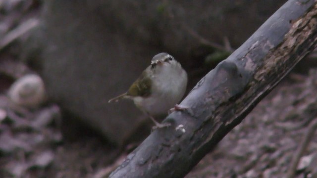 Pale-legged Leaf Warbler - ML201152061