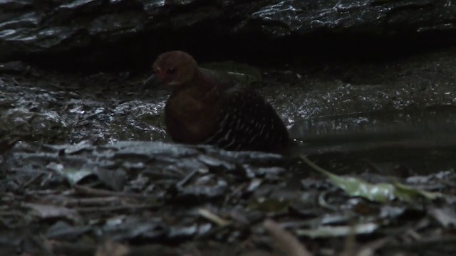 Red-legged Crake - ML201152081