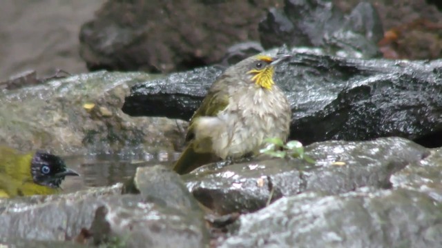 Stripe-throated Bulbul - ML201152111