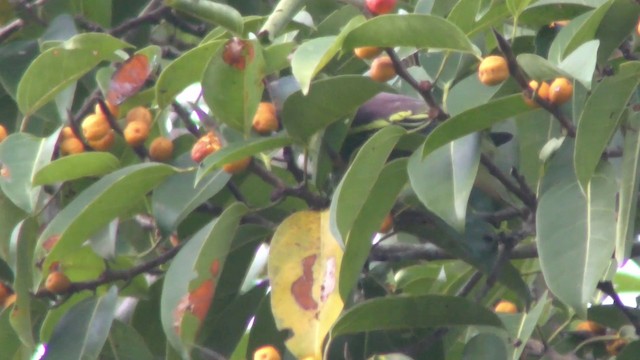 Thick-billed Green-Pigeon - ML201152141