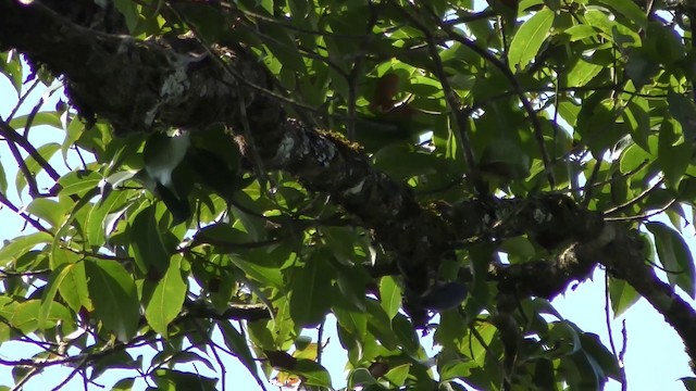 Velvet-fronted Nuthatch - ML201152181