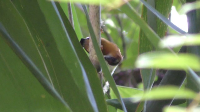 White-browed Piculet - ML201152211