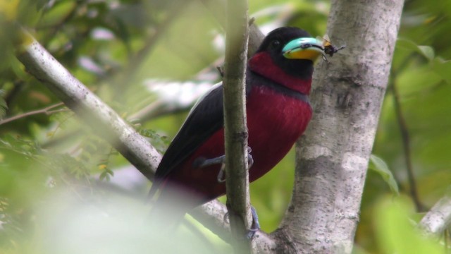 Black-and-red Broadbill (Black-and-red) - ML201152231
