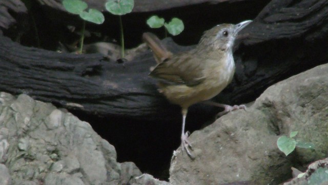 Abbott's Babbler - ML201152251