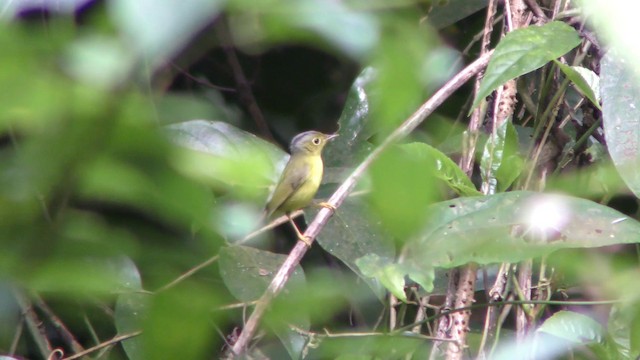 Alström's Warbler - ML201152261