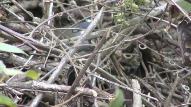 Black-throated Laughingthrush (Black-throated) - ML201152351