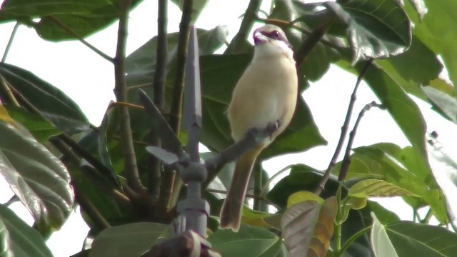 Brown Shrike (Philippine) - ML201152411